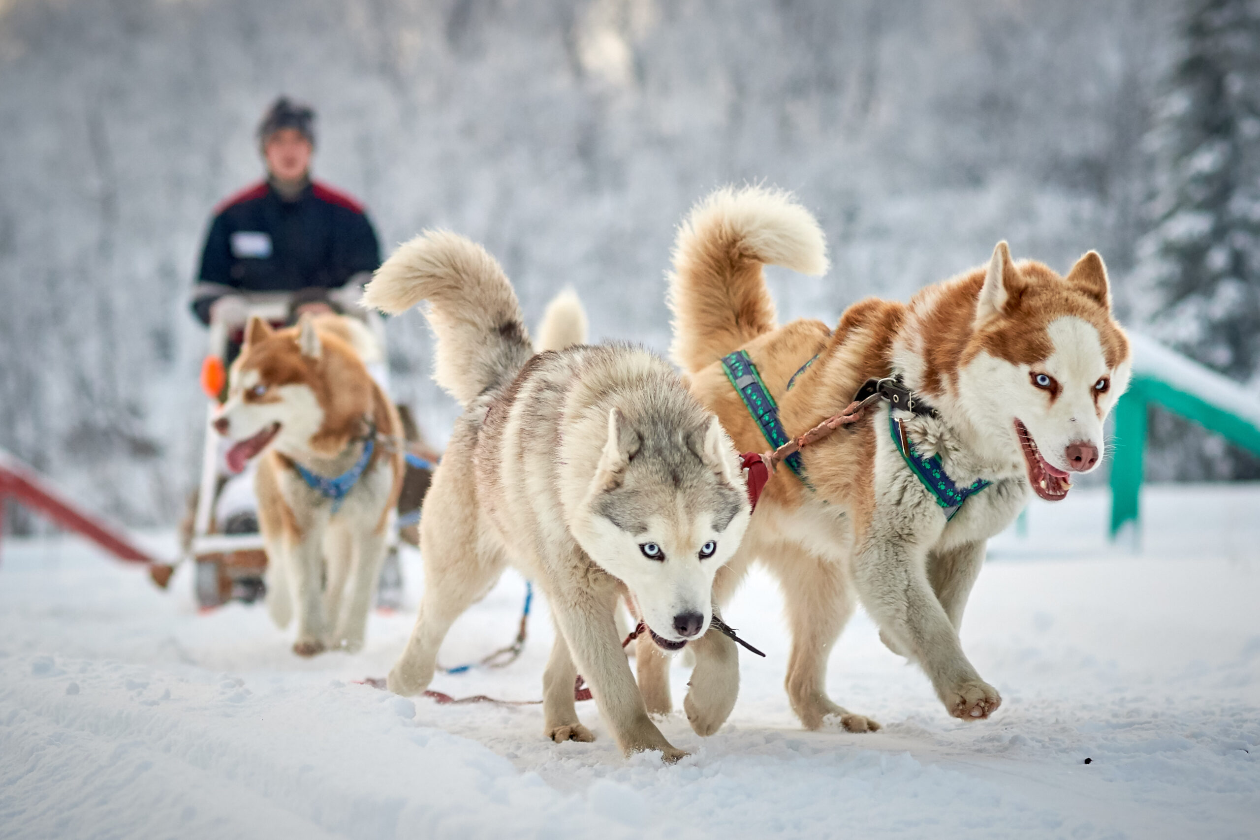 Russia Moscow Petersburg Murmansk FIT 11 days tour